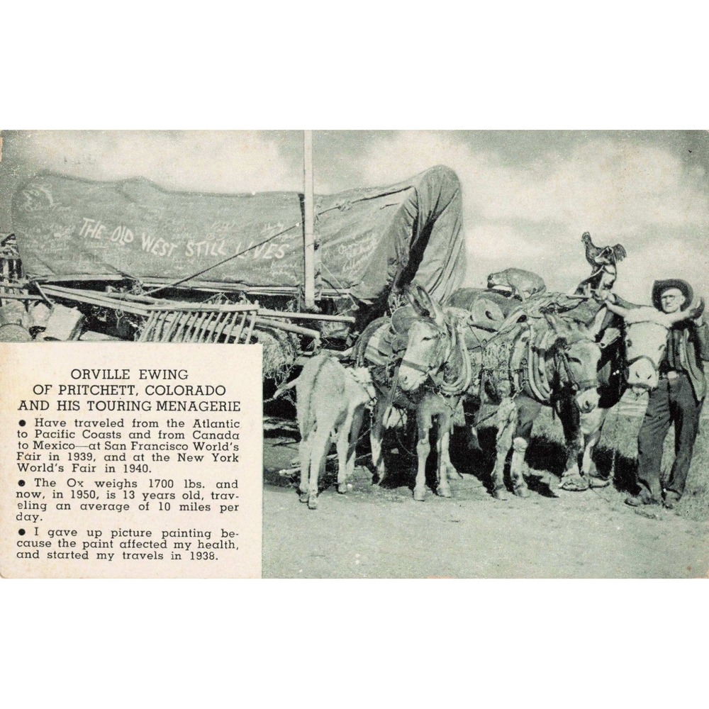 Vintage 1950 Orville Ewing Touring Menagerie Colorado Postcard Covered Wagon VG+ - Picture 1 of 2